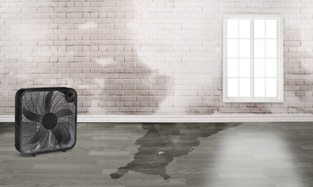 Best Flood damage cleanup  in North Liberty, IA